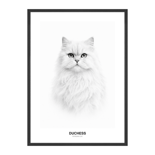 Rent Hvit Minimal Svart-Hvitt Pet Portrait