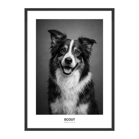 Studio Klassisk Svart-Hvitt Pet Portrait